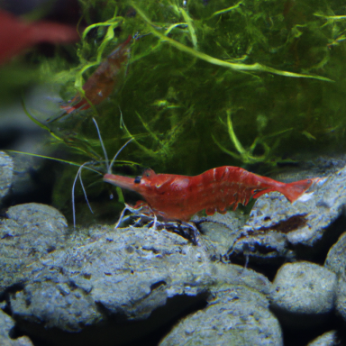 Rote Garnele schwimmt zwischen Steinen und grünem Wasserpflanzen.